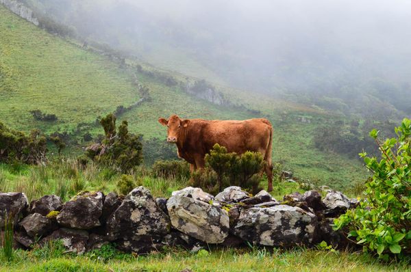 Bienvenue aux Açores!